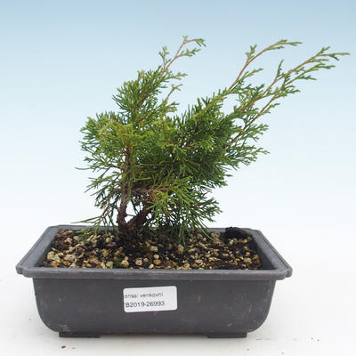 Outdoor bonsai - Juniperus chinensis Itoigawa-Chinese juniper VB2019-26993 - 1