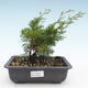 Outdoor bonsai - Juniperus chinensis Itoigawa-Chinese juniper VB2019-26993 - 1/2