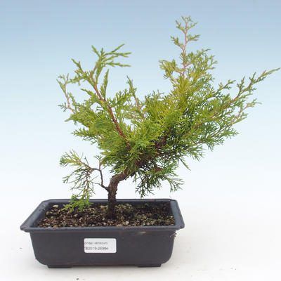 Outdoor bonsai - Juniperus chinensis Itoigawa-Chinese juniper VB2019-26994 - 1