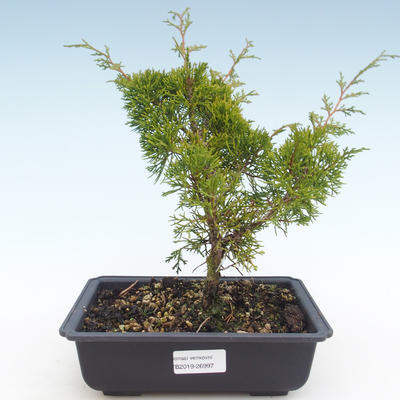 Outdoor bonsai - Juniperus chinensis Itoigawa-Chinese juniper VB2019-26997 - 1