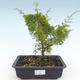 Outdoor bonsai - Juniperus chinensis Itoigawa-Chinese juniper VB2019-26997 - 1/2