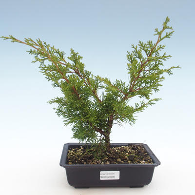 Outdoor bonsai - Juniperus chinensis Itoigawa-Chinese juniper VB2019-26998 - 1