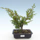 Outdoor bonsai - Juniperus chinensis Itoigawa-Chinese juniper VB2019-26998 - 1/2