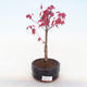 Outdoor bonsai - Maple palmatum DESHOJO - Japanese Maple - 1/3