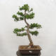 Outdoor bonsai - Larix decidua - Deciduous larch - 1/6
