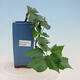 Indoor bonsai - Malvaviscus arboreus - woody hibiscus - 1/4