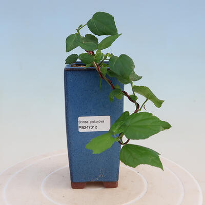 Indoor bonsai - Malvaviscus arboreus - woody hibiscus - 1
