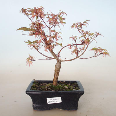 Outdoor bonsai - Acer palmatum Butterfly VB2020-701 - 1
