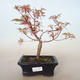 Outdoor bonsai - Acer palmatum Butterfly VB2020-701 - 1/2