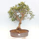 Indoor bonsai - Ficus nerifolia - small-leaved ficus - 1/5