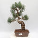 Outdoor bonsai - Pinus parviflora - White Pine - 1/4
