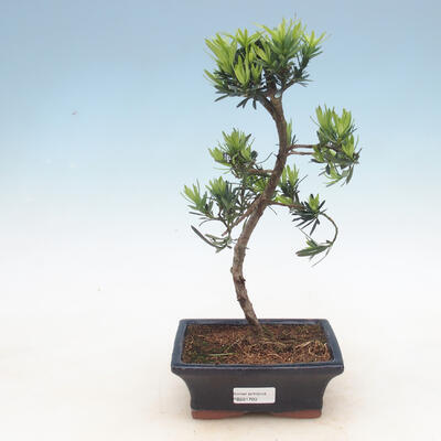 Indoor bonsai - Podocarpus - Stone thous