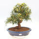 Indoor bonsai - Ficus nerifolia - small-leaved ficus - 1/6