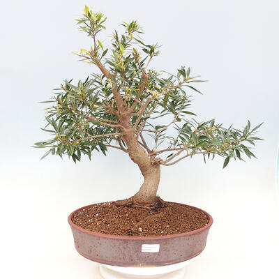 Indoor bonsai - Ficus nerifolia - small-leaved ficus - 1