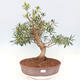 Indoor bonsai - Ficus nerifolia - small-leaved ficus - 1/5