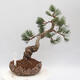 Outdoor bonsai - Pinus parviflora - White Pine - 1/4