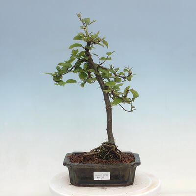 Outdoor bonsai - Carpinus Betulus - Hornbeam