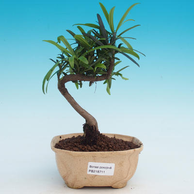 Room bonsai-Podocarpus- stone thousand - 1