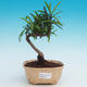 Room bonsai-Podocarpus- stone thousand - 1/4