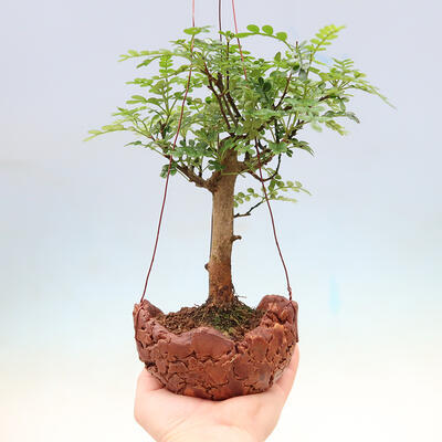 Kokedama in ceramic - Pepper tree, spice of longevity - Zantoxylom piperitum - 1