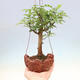 Kokedama in ceramic - Pepper tree, spice of longevity - Zantoxylom piperitum - 1/2