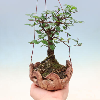 Kokedama in ceramic - Ulmus parvifolia - small-leaved elm - 1