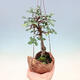 Kokedama in ceramic - Ulmus parvifolia - small-leaved elm - 1/2