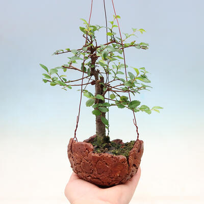 Kokedama in ceramic - Ulmus parvifolia - small-leaved elm - 1