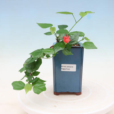 Indoor bonsai - Malvaviscus arboreus - woody hibiscus - 1