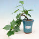 Indoor bonsai - Malvaviscus arboreus - woody hibiscus - 1/4