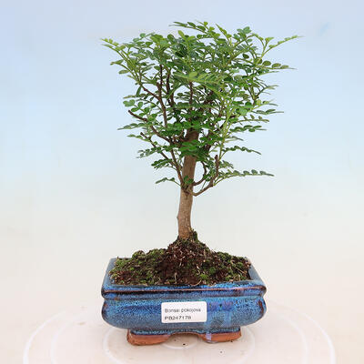 Indoor bonsai - Zantoxylum piperitum - pepper tree - 1