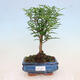 Indoor bonsai - Zantoxylum piperitum - pepper tree - 1/4