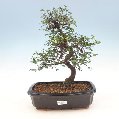 Room bonsai - Ulmus parvifolia - Malolistý elm