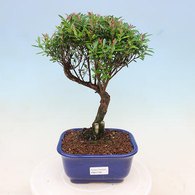 Indoor bonsai - Syzygium - Allspice - 1