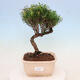 Indoor bonsai - Syzygium - Allspice - 1/4