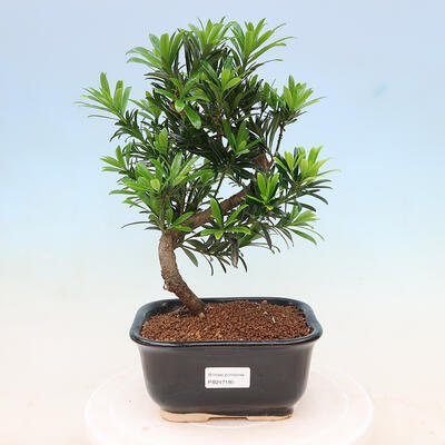 Indoor bonsai - Podocarpus - Stone yew - 1
