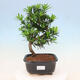 Indoor bonsai - Podocarpus - Stone yew - 1/4