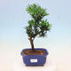 Indoor bonsai - Podocarpus - Stone yew - 1/4