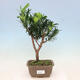 Indoor bonsai - Podocarpus - Stone yew - 1/2