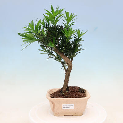 Indoor bonsai - Podocarpus - Stone yew - 1
