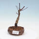 Outdoor bonsai - Maple palmatum DESHOJO - Japanese Maple - 1/6