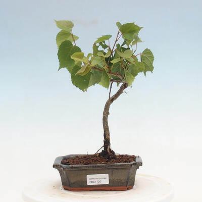 Outdoor bonsai - Linden - Tilia cordata