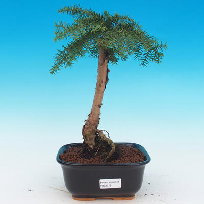Araukarie - room spruce