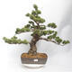 Outdoor bonsai - Pinus parviflora - White Pine - 1/5