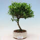 Indoor bonsai - Ilex crenata - Holly - 1/2
