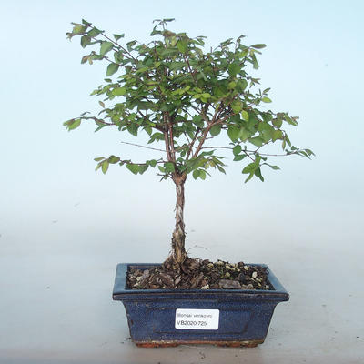 Outdoor bonsai Pámelník - symphoricarpos chenaultii hancock VB2020-725 - 1