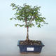 Outdoor bonsai Pámelník - symphoricarpos chenaultii hancock VB2020-725 - 1/2