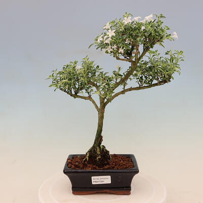 Indoor bonsai - Serissa foetida Variegata - Tree of a Thousand Stars - 1