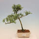 Indoor bonsai - Serissa foetida Variegata - Tree of a Thousand Stars - 1/3
