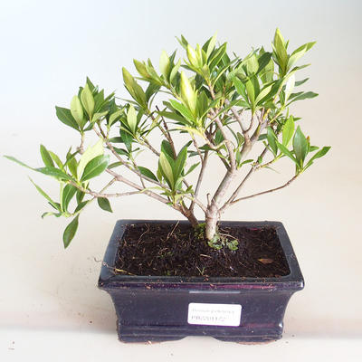 Indoor bonsai - Gardenia jasminoides-Gardenia PB2201172 - 1